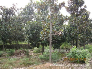 優(yōu)質(zhì)廣玉蘭苗木現(xiàn)貨供應(yīng)——肥西縣好旺養(yǎng)殖農(nóng)民專業(yè)合作社助力綠色生態(tài)建設(shè)