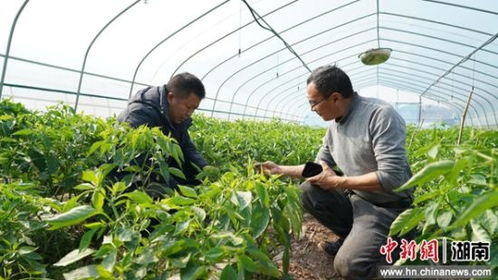 閑置育秧大棚再就業(yè) 湖南中方縣辣椒種植破解增收難題