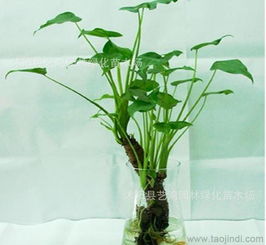 優(yōu)質(zhì)水培滴水觀音與千手觀音 室內(nèi)觀葉盆栽的全方位指南