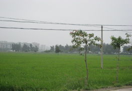 嘉葉牌蔬菜——優(yōu)質(zhì)西芹價格發(fā)布、廠家總覽與種植養(yǎng)殖實錄