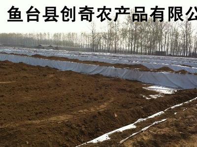 山東藕種價(jià)格與濟(jì)寧雪蓮淺水藕立體養(yǎng)殖技術(shù)全解析